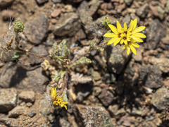 Lessingia pectinata tenuipes