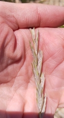Elymus lanceolatus