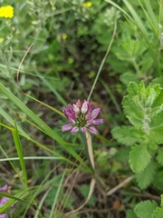 Allium rotundum jajlae