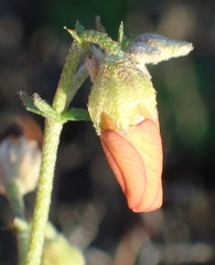 Hermannia pulverata
