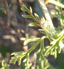 Hermannia pulverata