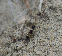 Orchesella pannonica
