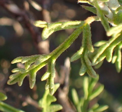 Hermannia pulverata