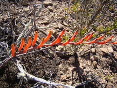 Astroloba rubriflora