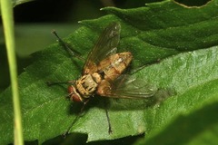 Dexia rustica