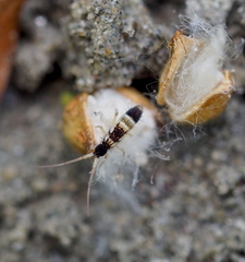 Orchesella pannonica