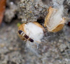 Orchesella pannonica