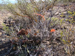 Astroloba rubriflora