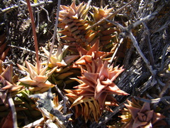Astroloba rubriflora