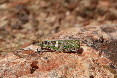 Oedaleus decorus