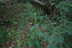 Veratrum lobelianum