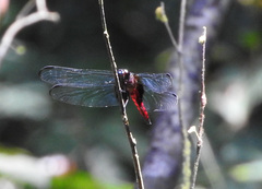 Hadrothemis