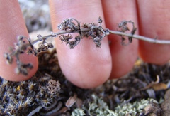 Crassula hemisphaerica