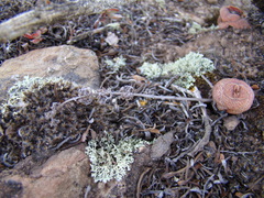 Crassula hemisphaerica
