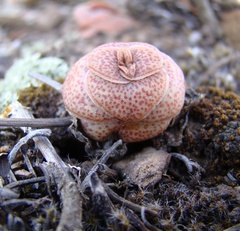 Crassula hemisphaerica