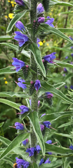 Echium vulgare