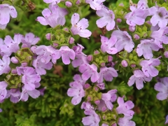 Thymus caespititius