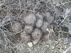 Mammillaria schumannii