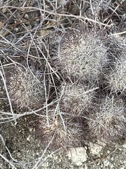 Mammillaria schumannii