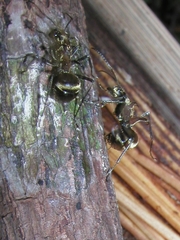 Polyrhachis ypsilon