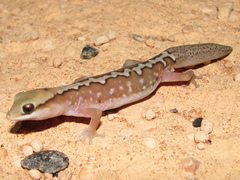 Carnarvon Basin Saddled Ground Gecko photo 2