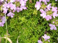 Thymus caespititius