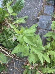 Solanum dulcamara