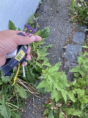 Solanum dulcamara