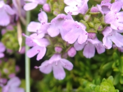 Thymus caespititius