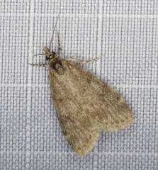 Scoparia penumbralis