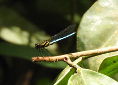 Chlorocypha aphrodite