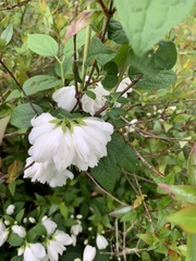 Philadelphus × virginalis