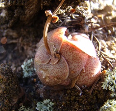 Crassula hemisphaerica