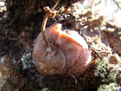 Crassula hemisphaerica