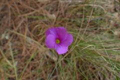 Oxalis truncatula