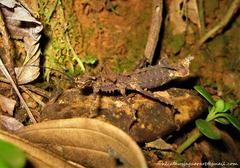 Acanthoclonia ornatum