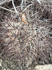 Mammillaria schumannii