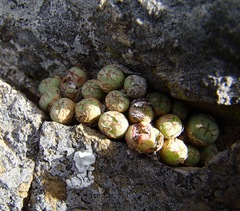 Conophytum ficiforme