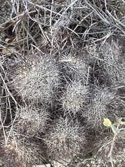 Mammillaria schumannii