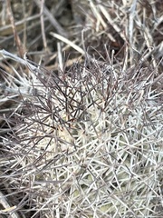 Mammillaria schumannii