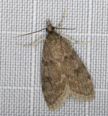 Scoparia penumbralis