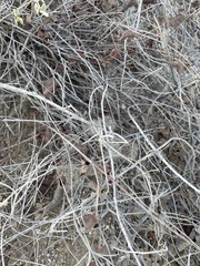 Mammillaria schumannii