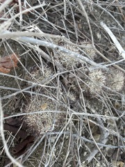 Mammillaria schumannii