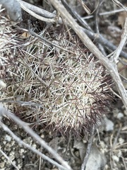 Mammillaria schumannii