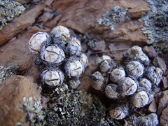 Conophytum ficiforme