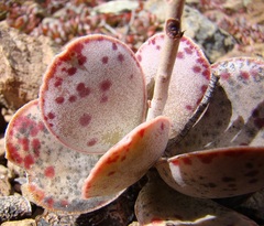 Adromischus maculatus