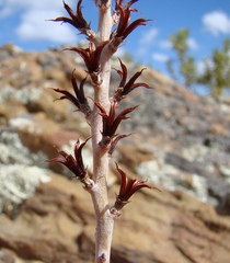 Adromischus maculatus