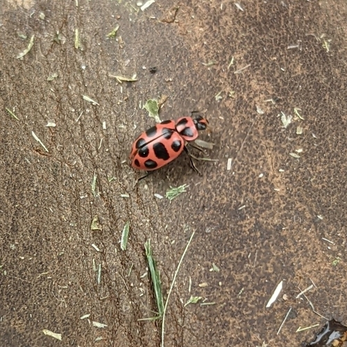 Spotted Pink Lady Beetle photographed in West Virginia