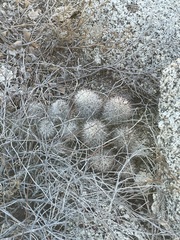 Mammillaria schumannii