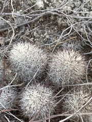 Mammillaria schumannii